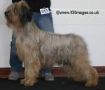 briard milly