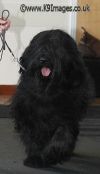 briard sophie