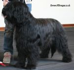 briard sophie