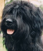 Milly a Starwell Briard