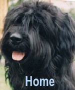 Ben old friend - A Champion Starwell Briard