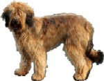 A Starwell Briard