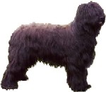 A  Starwell Briard