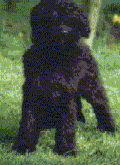 A Starwell Briard