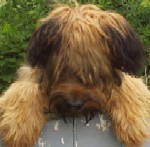 Milly the Starwell Briard