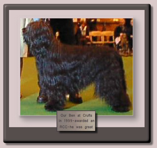 Ben the Champion Starwell Briard at Crufts