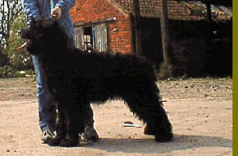 A Starwell Briard